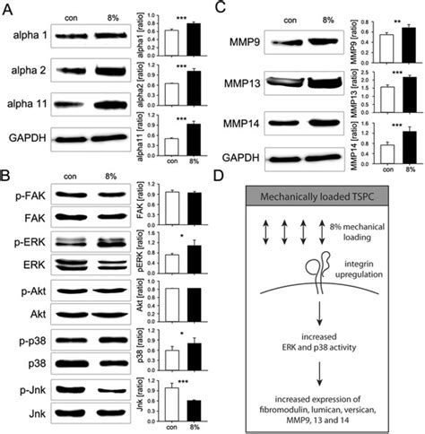 Western Blotting Analysis For Collagen Binding Integrins Download Scientific Diagram