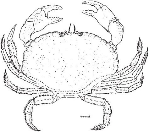 Le crabe tourteau Cancer pagurus vue dorsale échelle 1 cm dessin