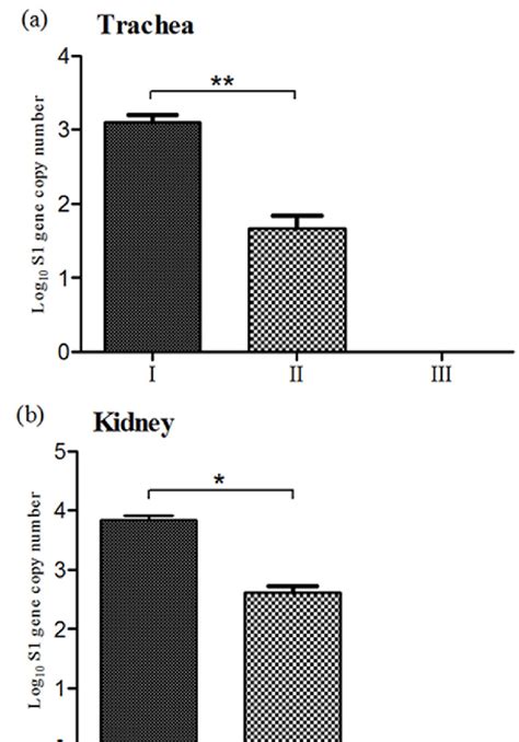 Viral Rna Load Measured By Real Time Rt Qpcr In Tracheas And Kidneys Of