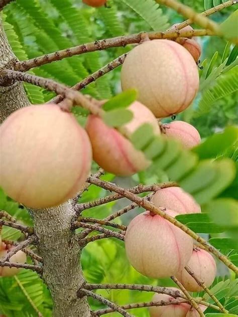 Full Sun Exposure Orange Red Amlaki Plant For Fruits At Rs Piece