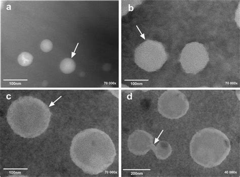 Full Article Preparation Of Astaxanthin Loaded Liposomes