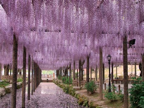 8 Best Places To See Wisteria In Japan Kyuhoshi