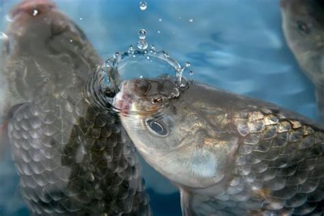 Cómo RESPIRAN los PECES Formas de Respiración y Características