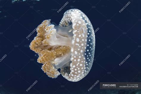 White Spotted Jellyfish Near Lesser Sunda Islands Phyllorhiza