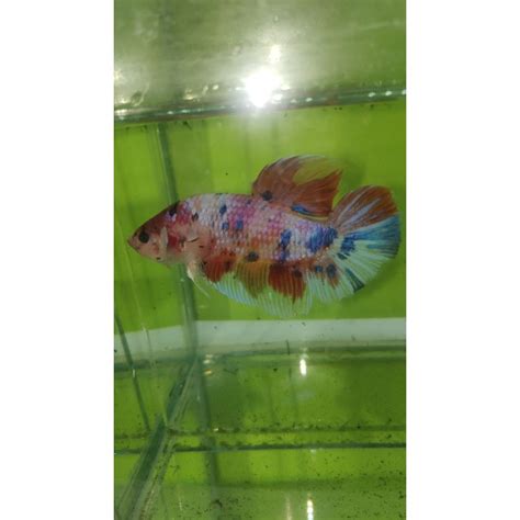 Jual Ikan Cupang Giant Candy (Unik) | Shopee Indonesia