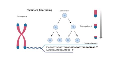 Telomeres And Why We Age Glamblog