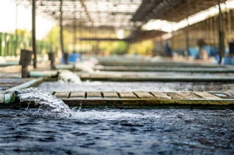 O Que Aquicultura E Quais Os Tipos De Animais S O Criados