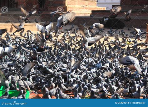 Grey Pigeons Feeding Stock Photo Image Of Flock Feathers 35120344