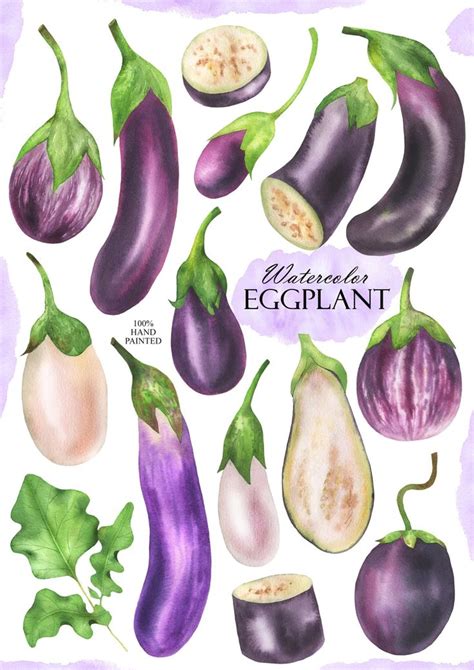 Watercolor Eggplant Clipart Eggplant Slices Clip Art Purple And White