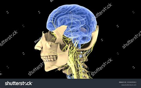 Human Skeleton Brain Nervous System Anatomy 库存插图 2204699463 Shutterstock