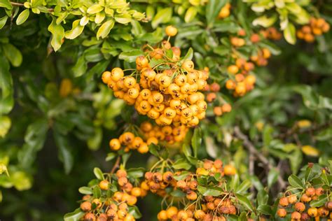 Garten Navi Mittelmeer Feuerdorn Pyracantha Coccinea Teton