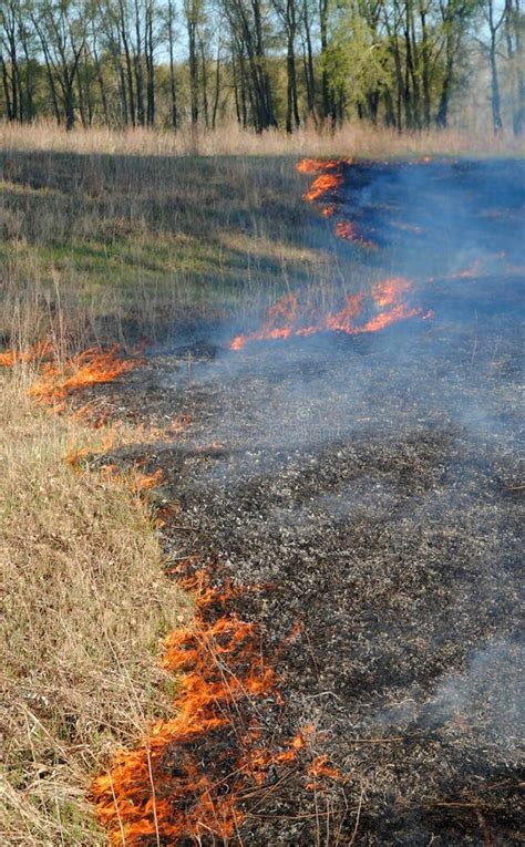 burning forest stock image image  animals bush covering
