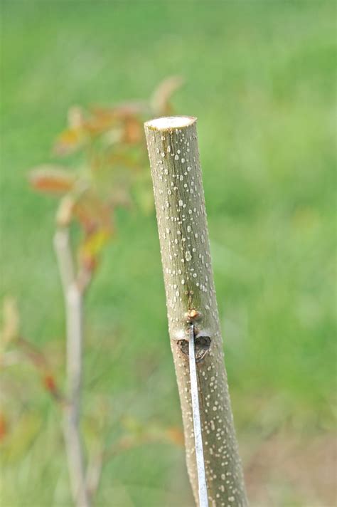 Northern Pecans 3 Flap Grafting Pecan Trees