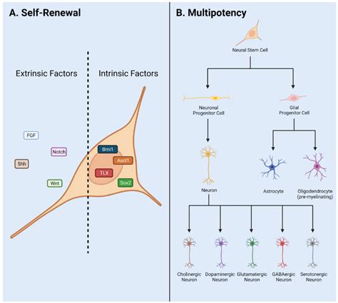 Diversity Of Adult Neural Stem And Progenitor Cells In Physiology And Disease