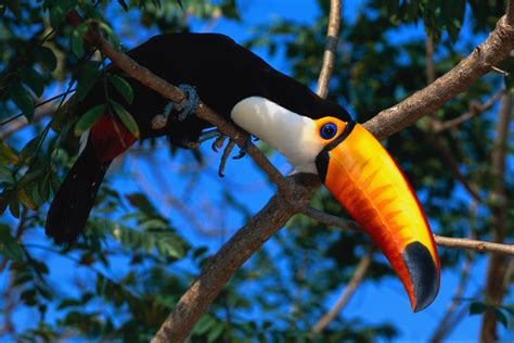 Toucans Wallpapers Wallpaper Cave