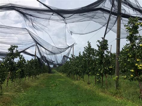 Coldiretti Verona Danni Da Maltempo Nelle Campagne Veronesi Tante Le