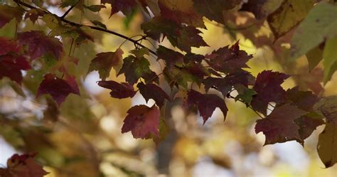 Nature dynamic scene with red leaves moving slowly on defocused trees ...