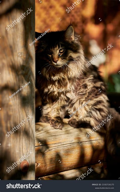 Serious Maine Coon Cat Angry Looking Stock Photo 2192716175 | Shutterstock