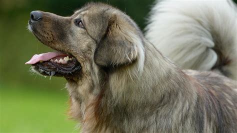 Consejos Para Mantener Un Peso Saludable En Tu Caniche Toy