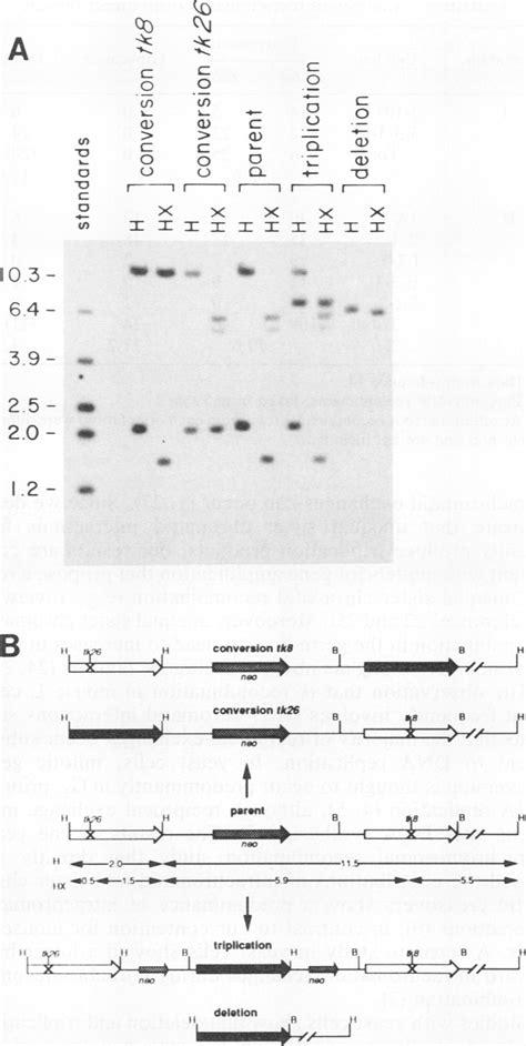 Gene Number Changes In Direct Repeat Recombination A Analysis Of