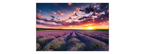 Vlies Fototapete Xxl Tapete Lavendel Feld Sonnenuntergang Blumen Natur