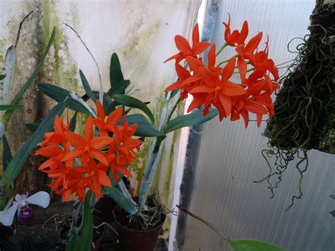 Cattlianthe Trick Or Treat Cattleya Icarus X Cattlianthe Chit Chat