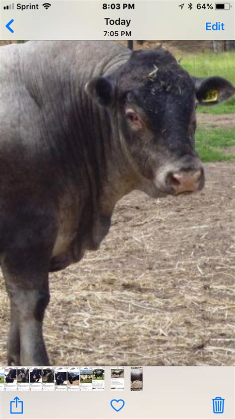 Pin On Australian 1 Cattle Breeds Hereford Cattle Braford Cattle