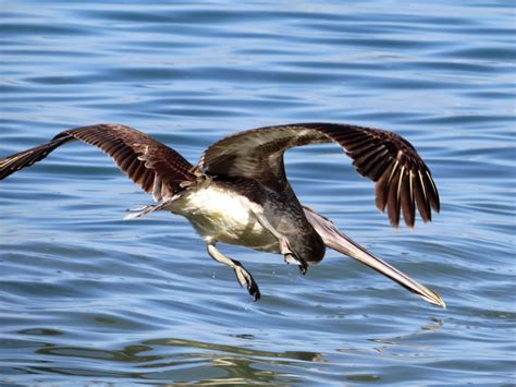 More Mexican Birds | Col's Digiscope Blog