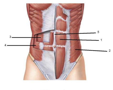 muscles of the abdominal wall Diagram | Quizlet