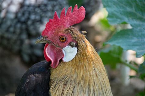 Close Up Of Head Of Golden Rooster Standing On Traditional Rural