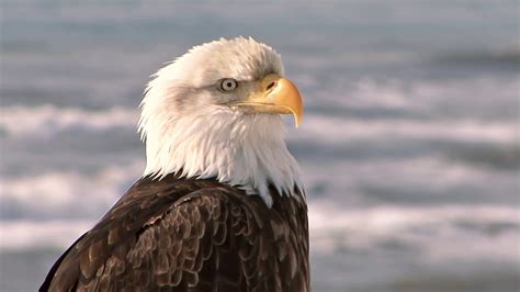 Bald Eagle Close Up Footage Video Youtube