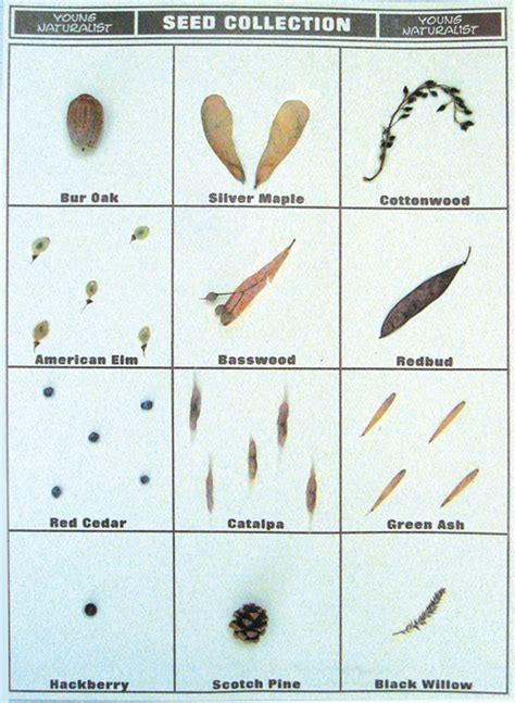 Seed Collection Poster Board Display