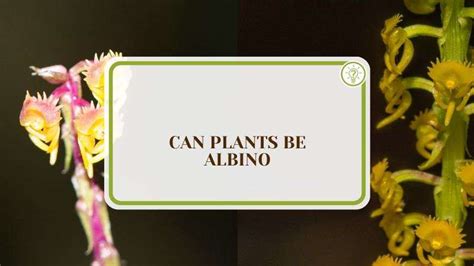 Can Plants Be Albino: How They Look Like and The Causes - Plant America