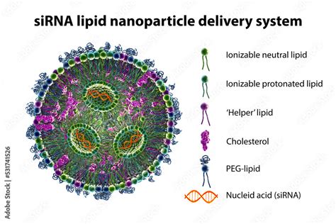 Lipid Nanoparticle Mrna Vaccine Stock Illustration Adobe Stock