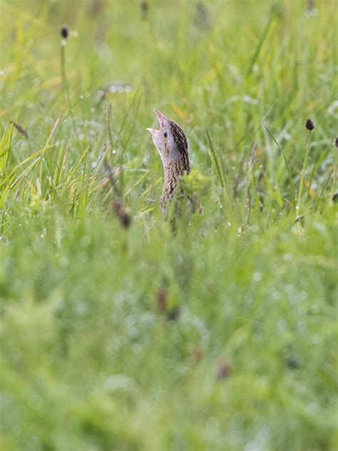 North Uist wildlife photography trip June 2019