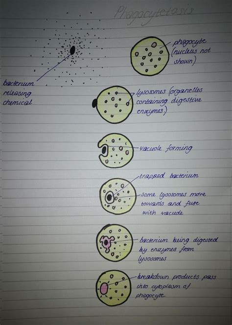 Phagocytosis | Biology notes, Biology facts, Biology