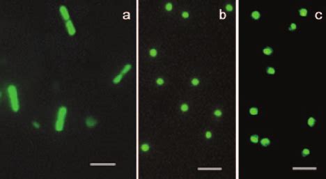 Effect of low-salt stress on halobacteria. Cells of Halobacterium sp ...