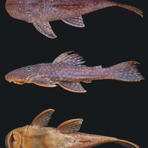 Distribution of the Hypostomus species from the rio Ivaí basin and ...