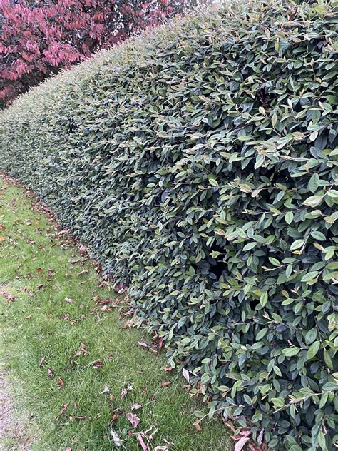 Coral Berry Strong Dense And Hardy Evergreen Hedge With White Flowers