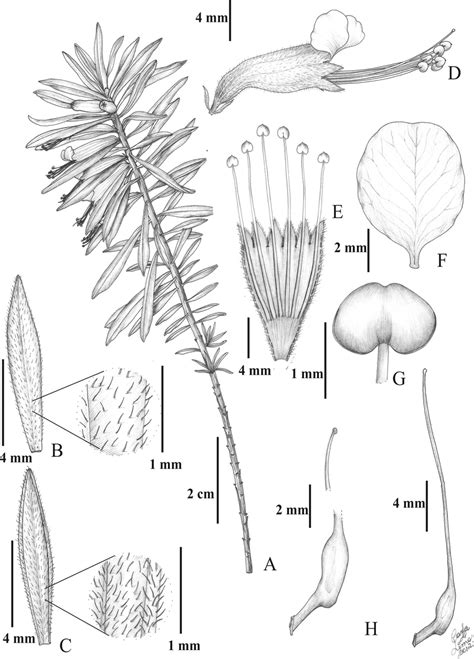 A H Pleurophora Pulchra A Flowering Branch B Leaf Adaxial