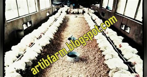intensive poultry system  pros  cons