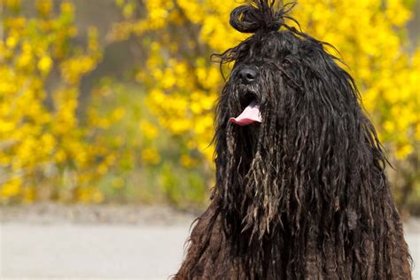 Worlds 10 Most Hilarious Dog Breeds 10 Most Today