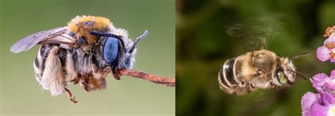 15 Types Of Bees Found In New Hampshire 2024 Bird Watching HQ