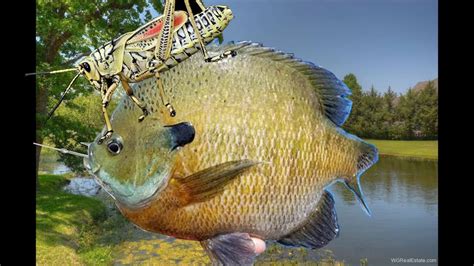 How To Catch Bluegill With Grasshoppers YouTube