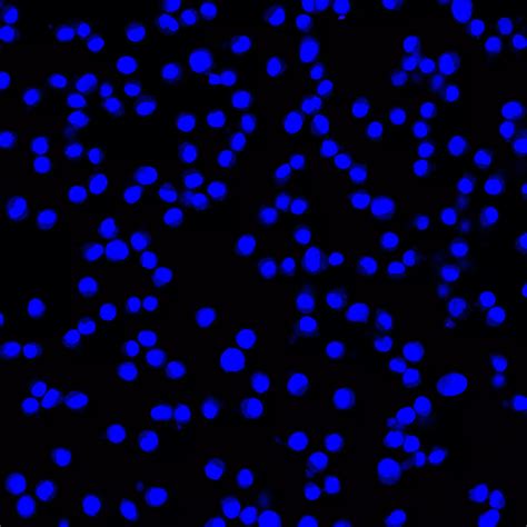 Melanoma Mcsp Antibody Anti Human Reafinity Miltenyi Biotec India