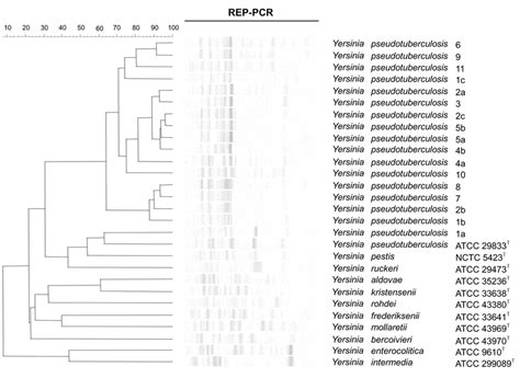 Dendrogram Representing Genetic Relationships Between The Type Strains