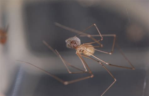 cellar spiders (Family Pholcidae) | spidersrule