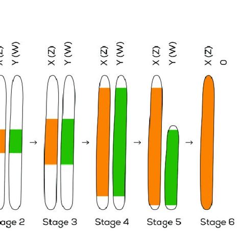 Sex Chromosome Evolution Following Six Stages 1 Origin Of A Download Scientific Diagram