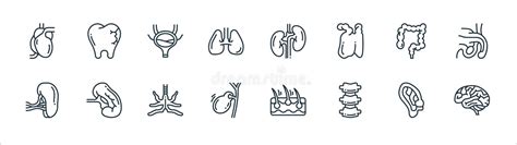 Human Organs Line Icons Linear Set Stock Vector Illustration Of