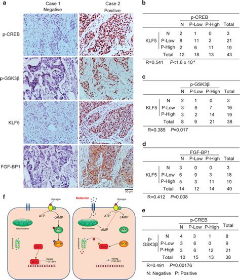 The Pka Activity P Gsk3β And Fgf Bp1 Positively Correlate With The